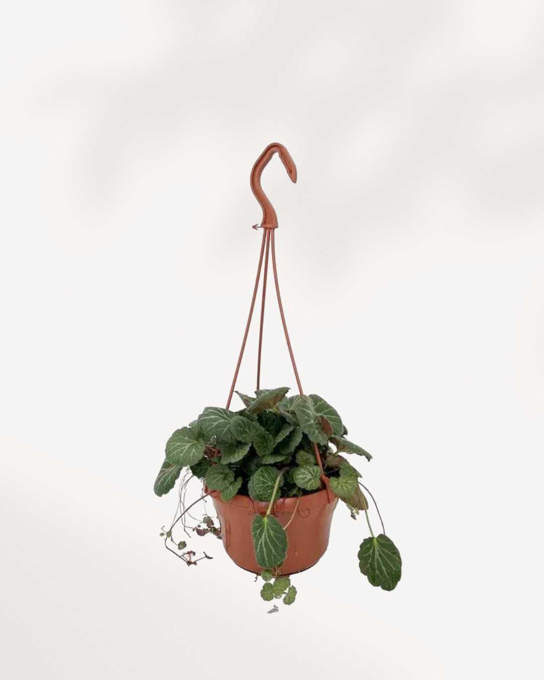 Strawberry Begonia | Buy Online Hanging Basket