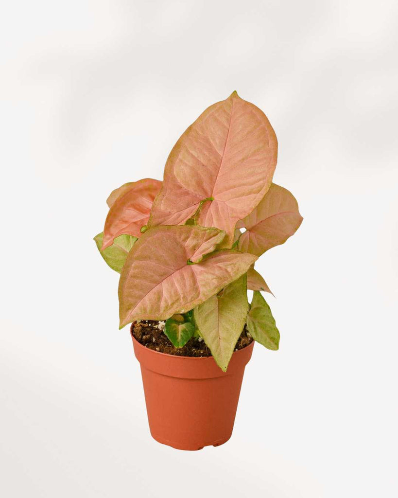Syngonium Strawberry 4" Pot - Small