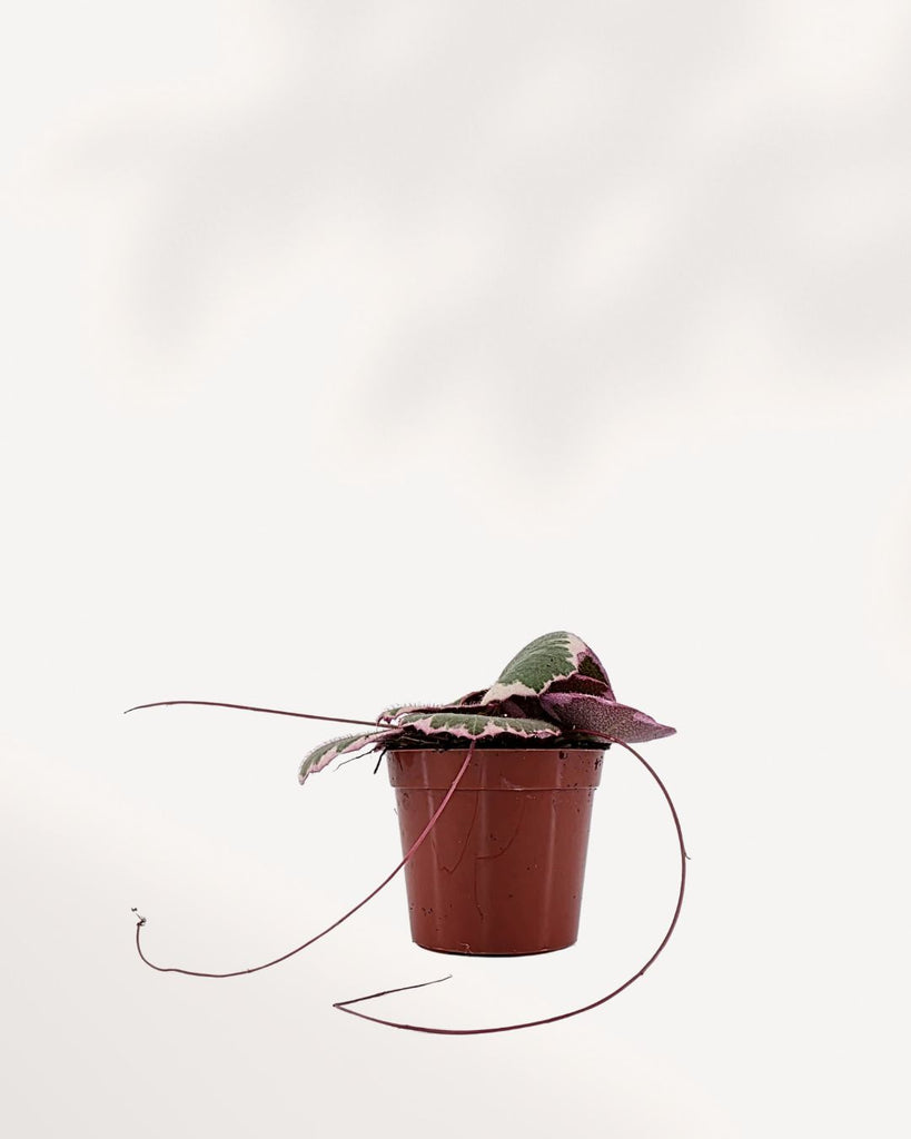 Strawberry Begonia front view in a compact pot. Lush green round leaves with soft red runners. A cute starter plant ready to buy online. Perfect for adding charm to any space.