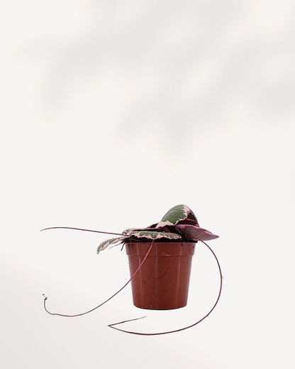 Strawberry Begonia front view in a compact pot. Lush green round leaves with soft red runners. A cute starter plant ready to buy online. Perfect for adding charm to any space.