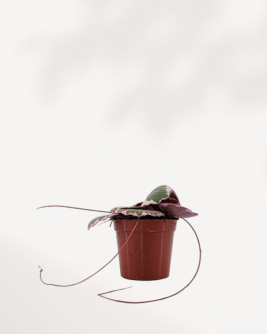 Strawberry Begonia front view in a compact pot. Lush green round leaves with soft red runners. A cute starter plant ready to buy online. Perfect for adding charm to any space.