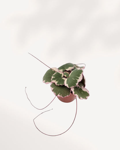 Overhead angled view of Strawberry Begonia. Highlights its rounded green leaves with fuzzy texture and red stems. A sweet trailing plant that brightens shelves and desks.