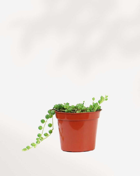 house plant string of pearls String of Pearls | Buy Online - Unique Trailing Houseplant | Mygreenscape