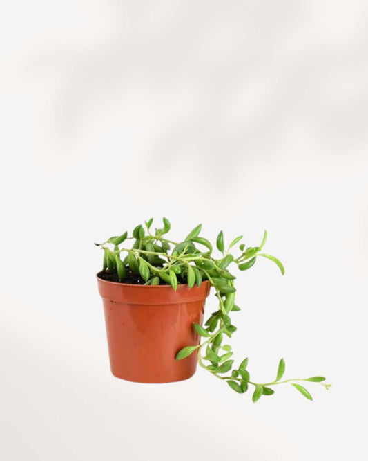 String of Bananas | Buy Online