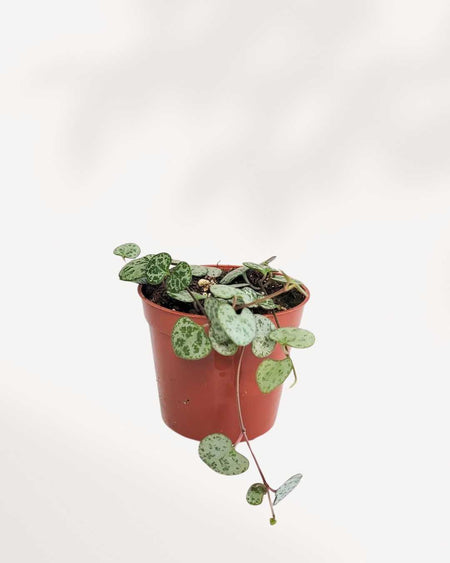 silver heart plant indoors String of Hearts-Silver Glory: Elegance in Shimmering Silver | Mygreenscape