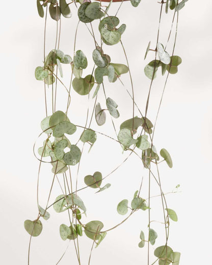 String of Hearts_SilverGlory | Buy Online