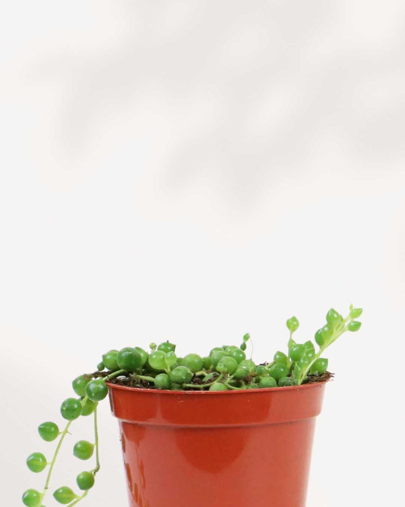 String of Pearls 3.5” Pot - Small