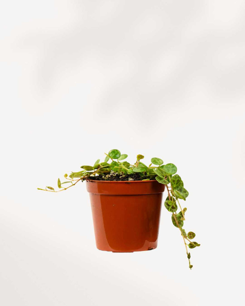 String of Turtles - Peperomia Prostrata 2.5" Pot - XSmall