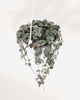 String of Hearts Hanging Basket | Buy Online