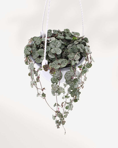 String of Hearts Hanging Basket | Buy Online