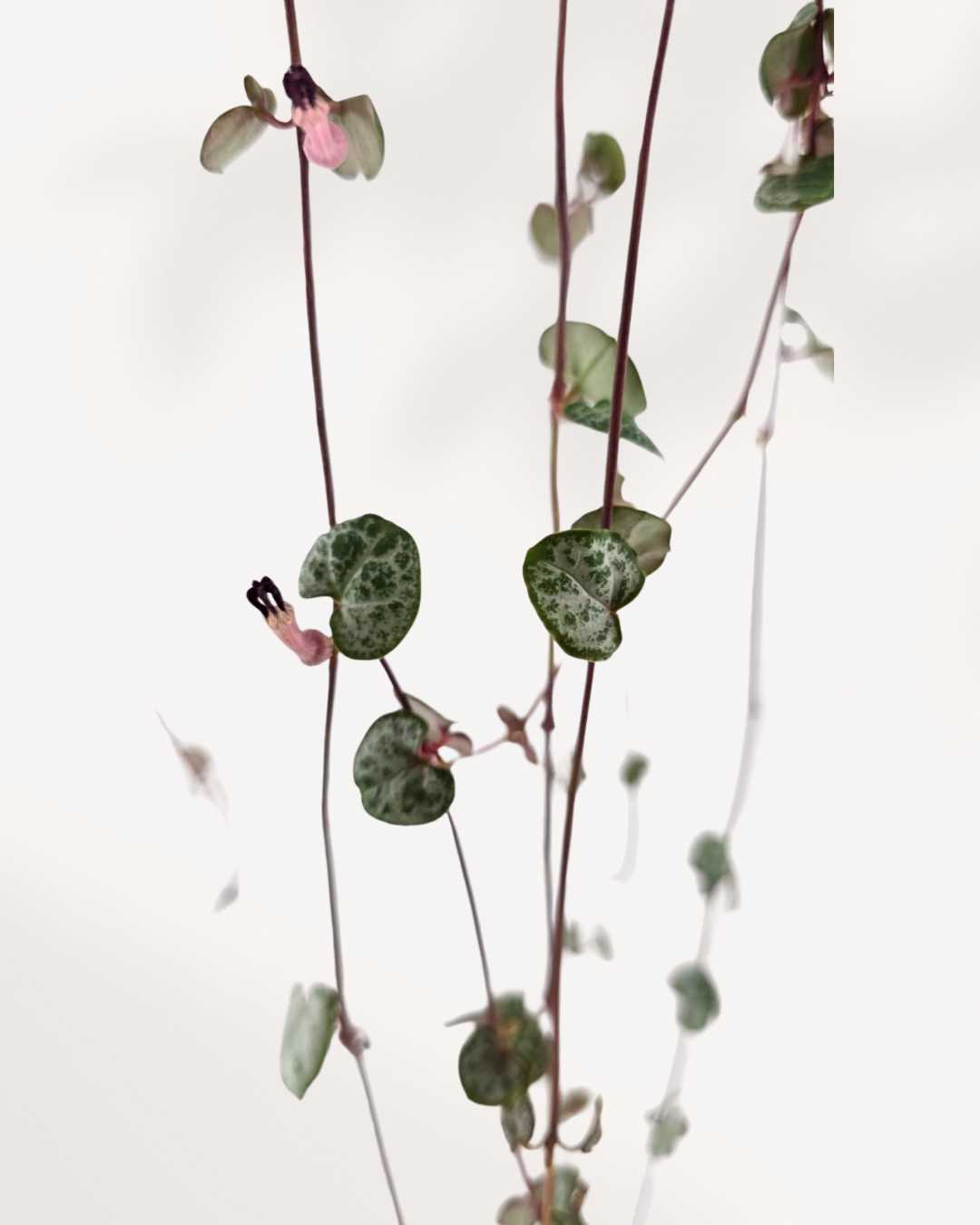 String of Hearts 2.5" Pot - XSmall | Buy Online