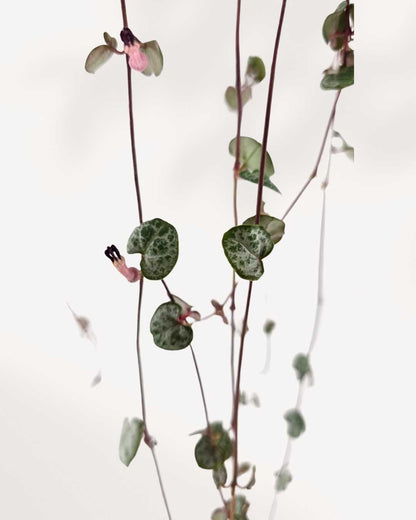 String of Hearts 2.5" Pot - XSmall | Buy Online