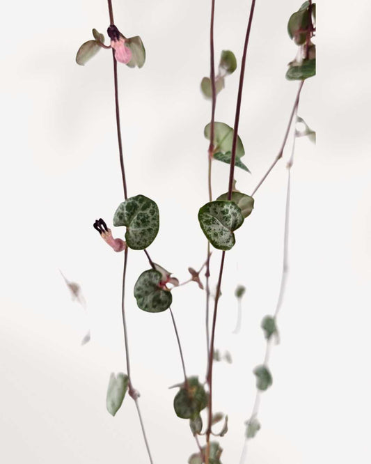 String of Hearts 2.5" Pot - XSmall | Buy Online