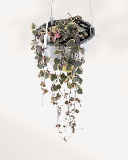 String of Hearts - Pretty Pink | Buy Online