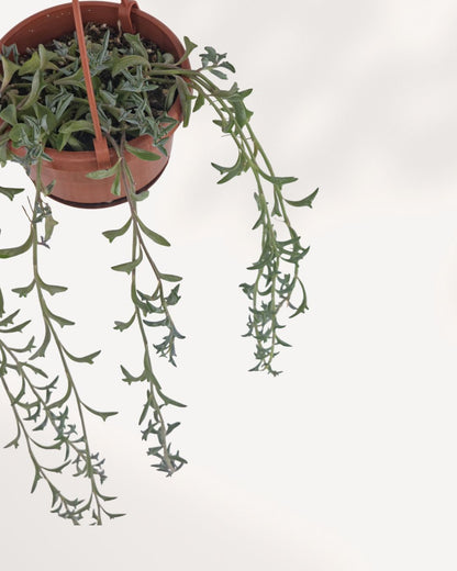 String of Dolphin 4" Hanging Basket – full plant view with long trailing silver-green vines in a pink hanging pot