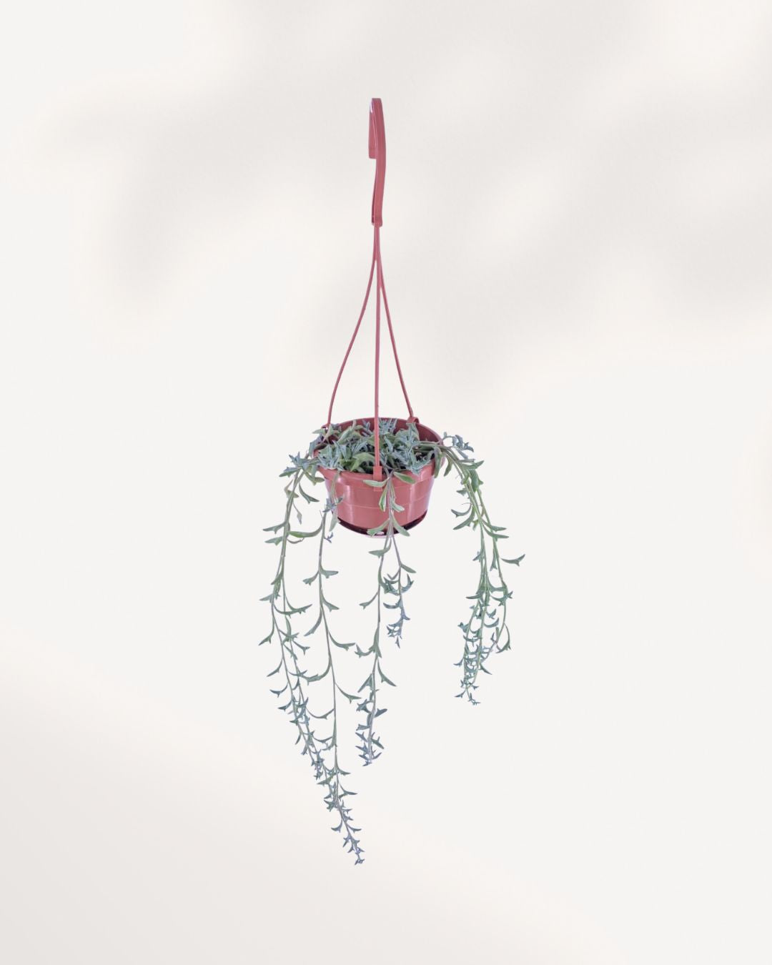String of Dolphin 4" Hanging Basket – trailing dolphin-shaped succulent vines cascading from a Hanging Basket