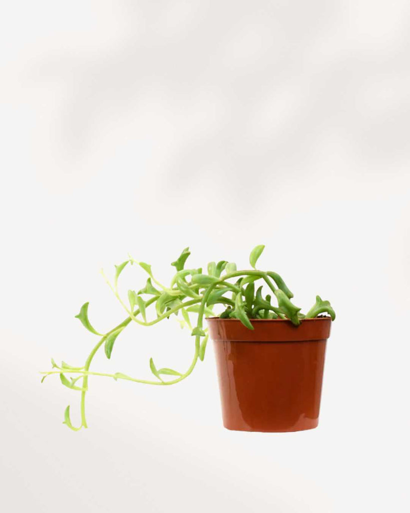 dolphin succulent canada String of Dolphin | Buy Online - Unique Succulent Plant | MyGreenscape | Mygreenscape