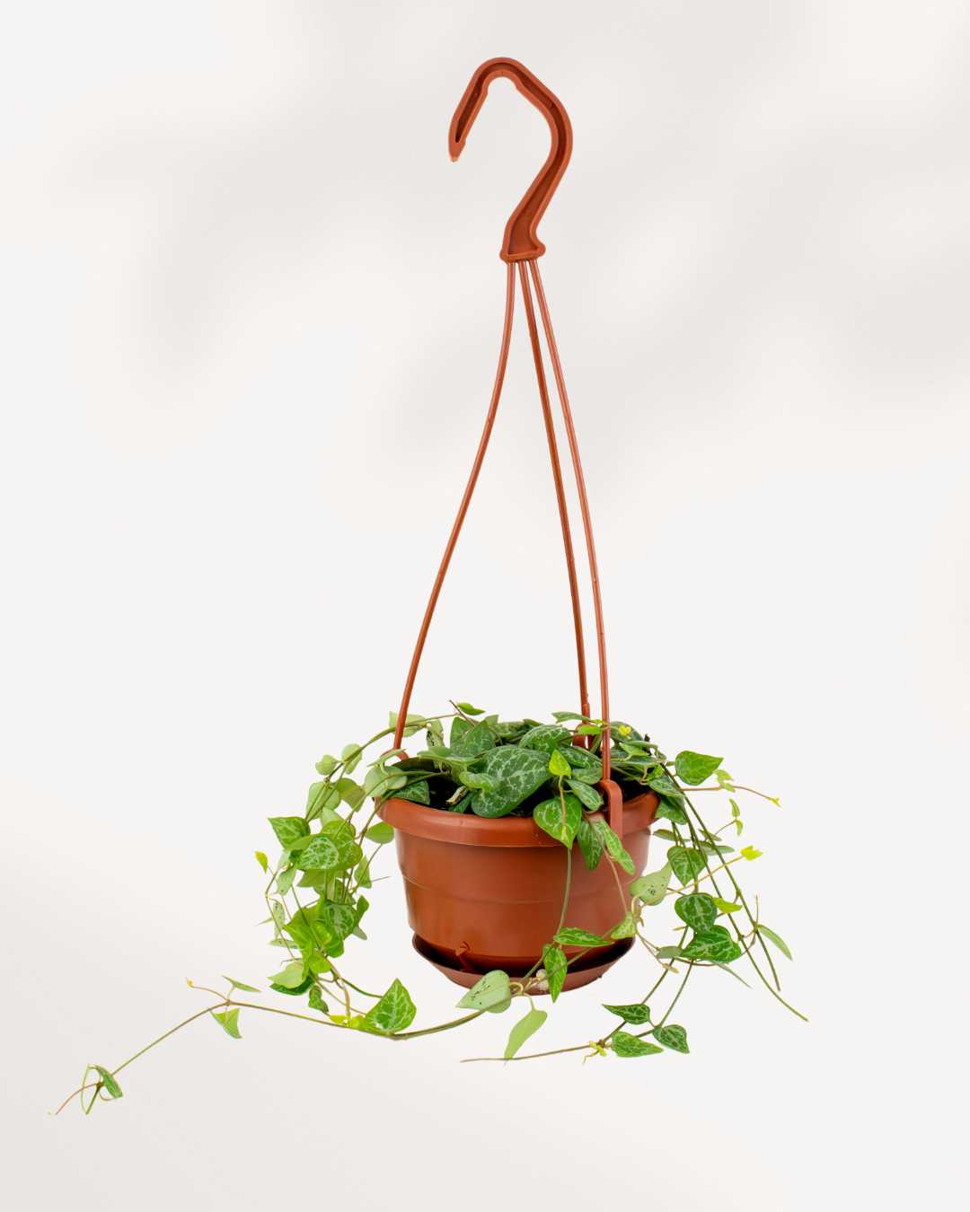 String of Hearts Green Love Hanging Basket | Buy Online