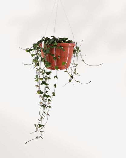 String of Hearts Green Love | Hanging Basket | Buy Online