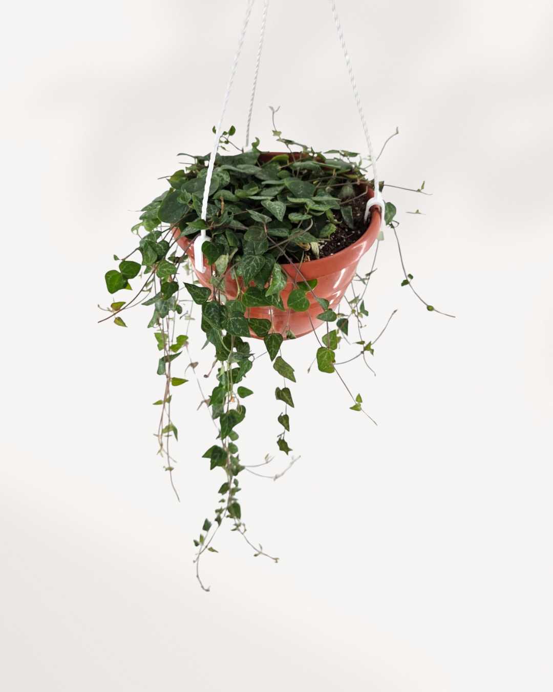 String of Hearts Green Love