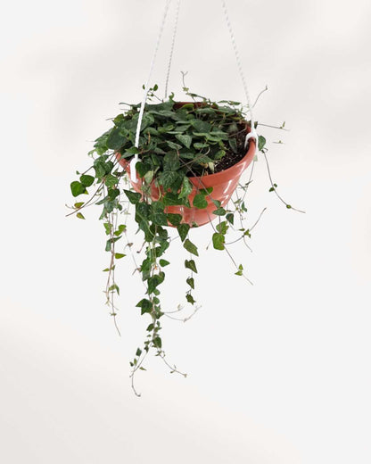 String of Hearts Green Love