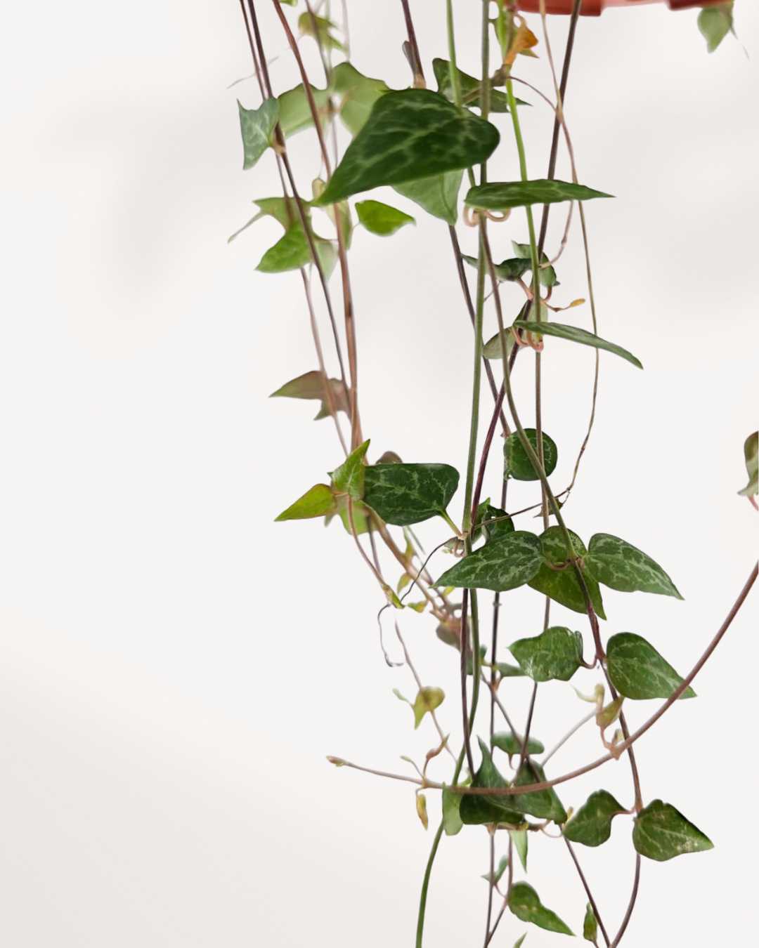 String of Hearts Green Love | Buy Online