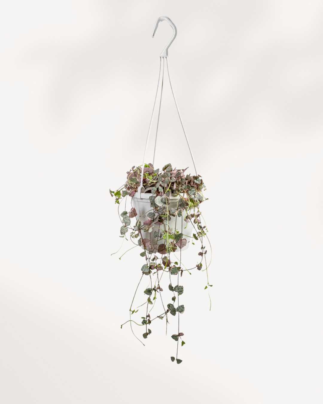 String of Hearts - Pretty Pink Hanging Basket | Buy Online