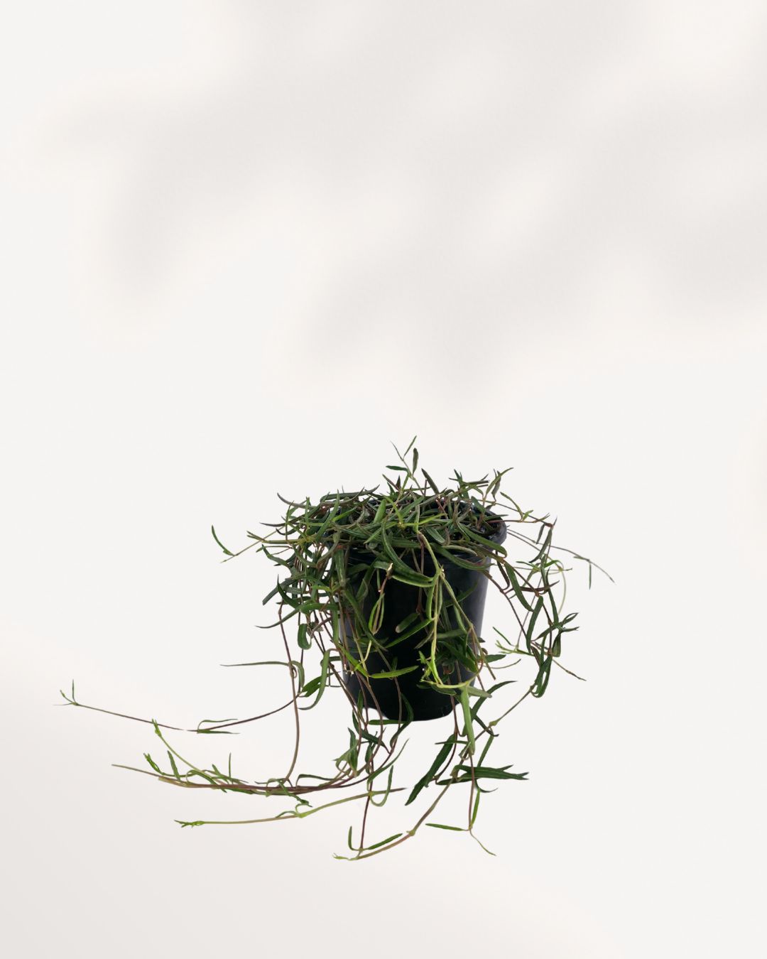 String of Needles succulent plant, showcasing long, trailing stems with numerous small, green needle-like leaves, in a simple nursery pot.