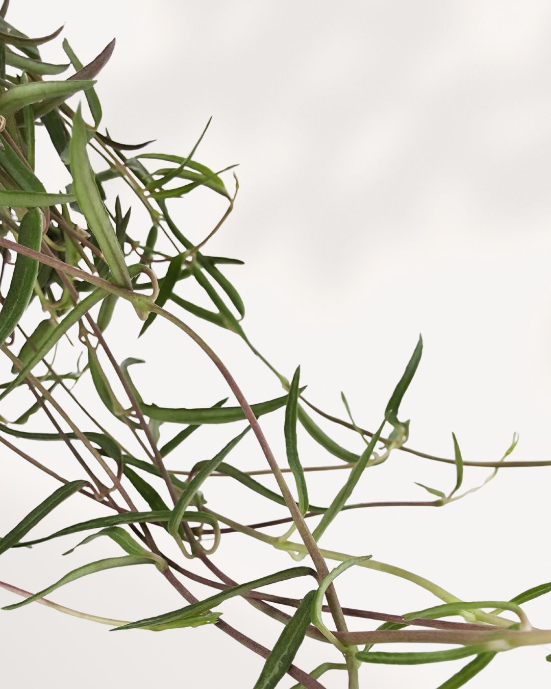 Top-down view of a String of Needles plant, highlighting its dense, radiating stems and succulent, cylindrical leaves.