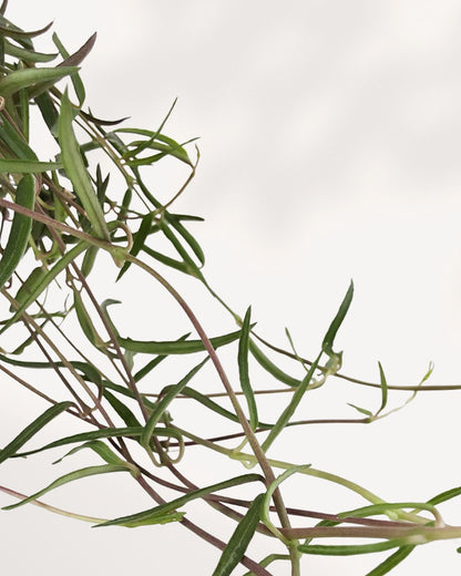 Top-down view of a String of Needles plant, highlighting its dense, radiating stems and succulent, cylindrical leaves.
