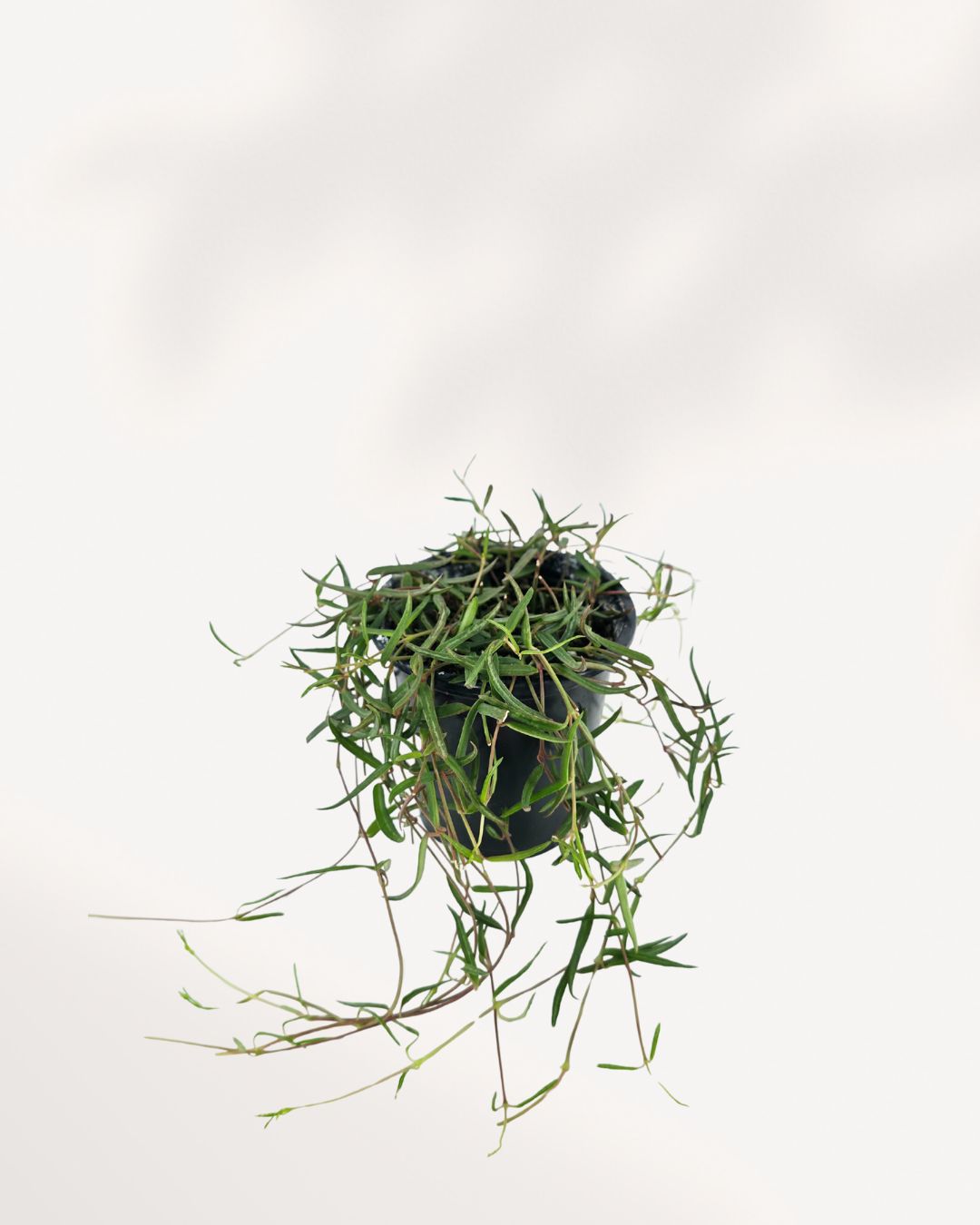 Top-down view of a String of Needles plant, highlighting its dense, radiating stems and succulent, cylindrical leaves.