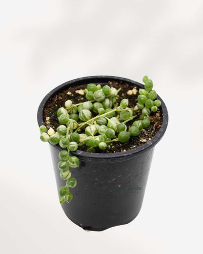 String of Pearls Variegata | Buy Online