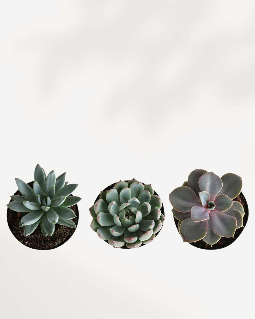 Popular Succulent Surprise Box Three