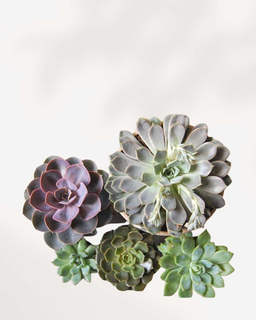 Popular Succulent Surprise Box Five