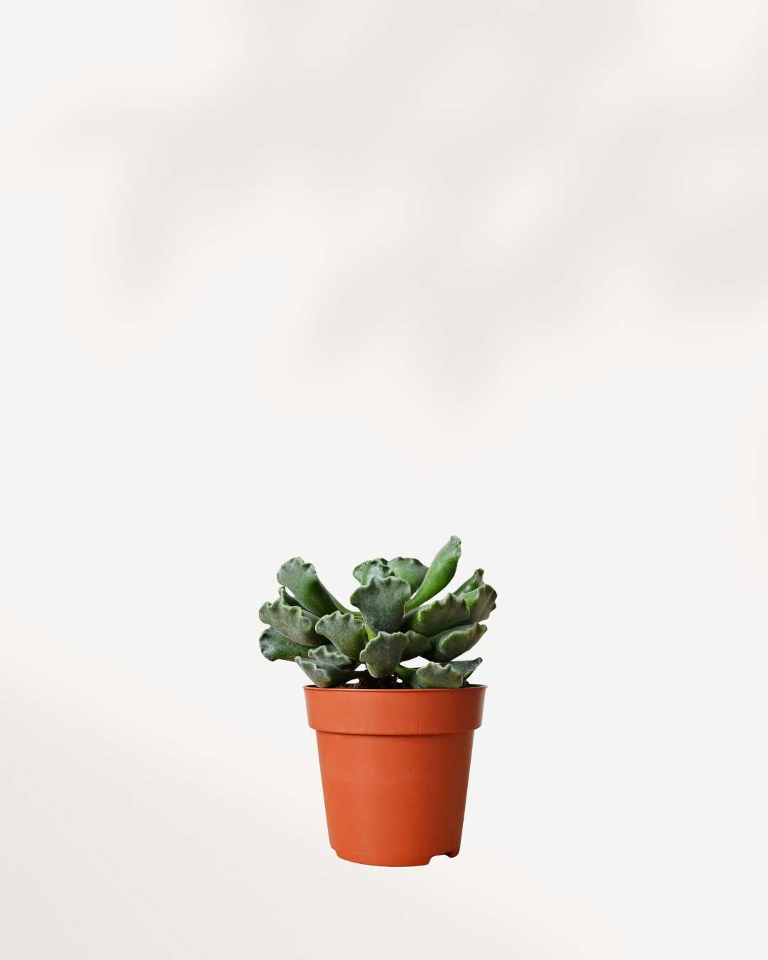 Succulent Adromischus | Buy Online