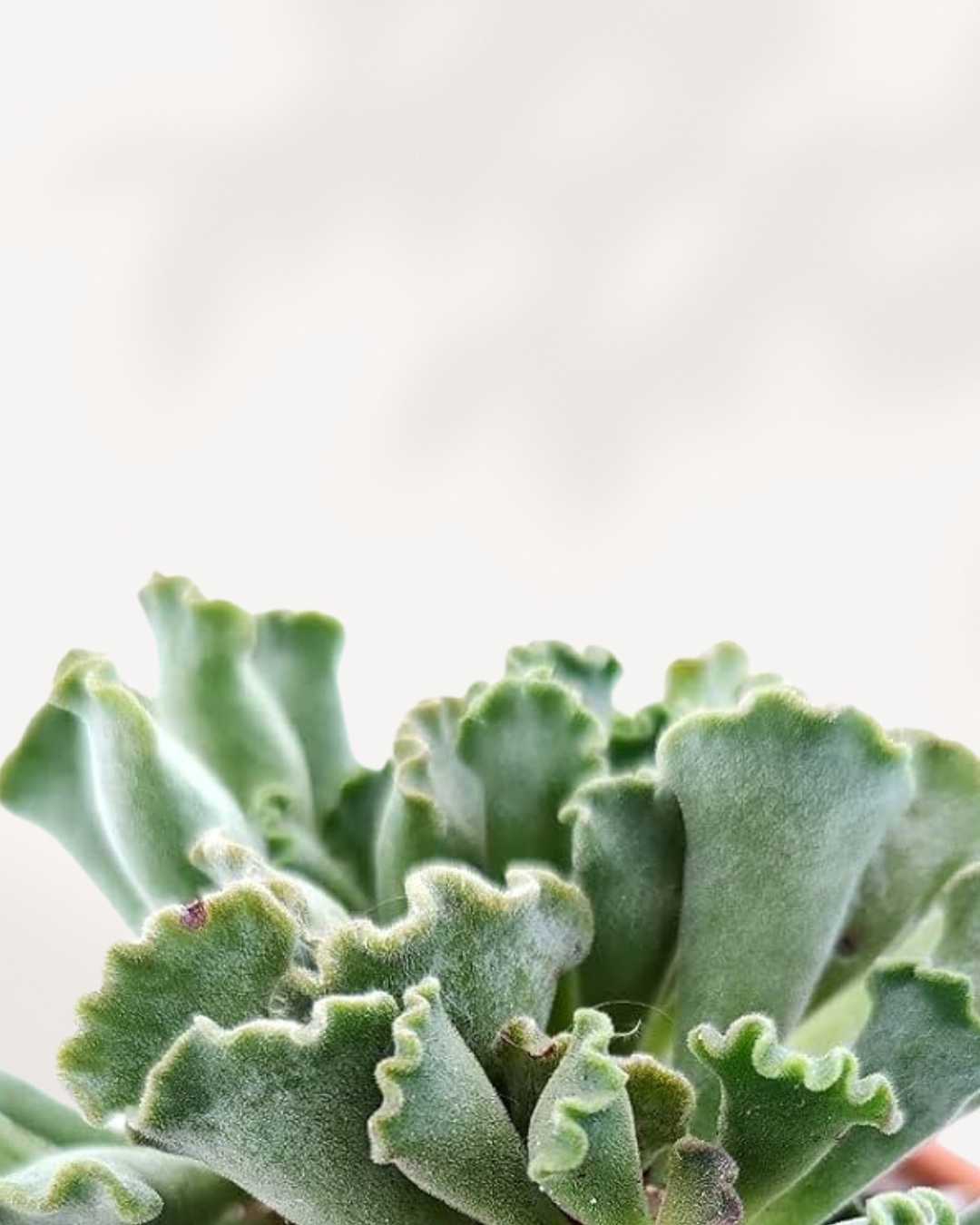 Succulent Adromischus | Buy Online