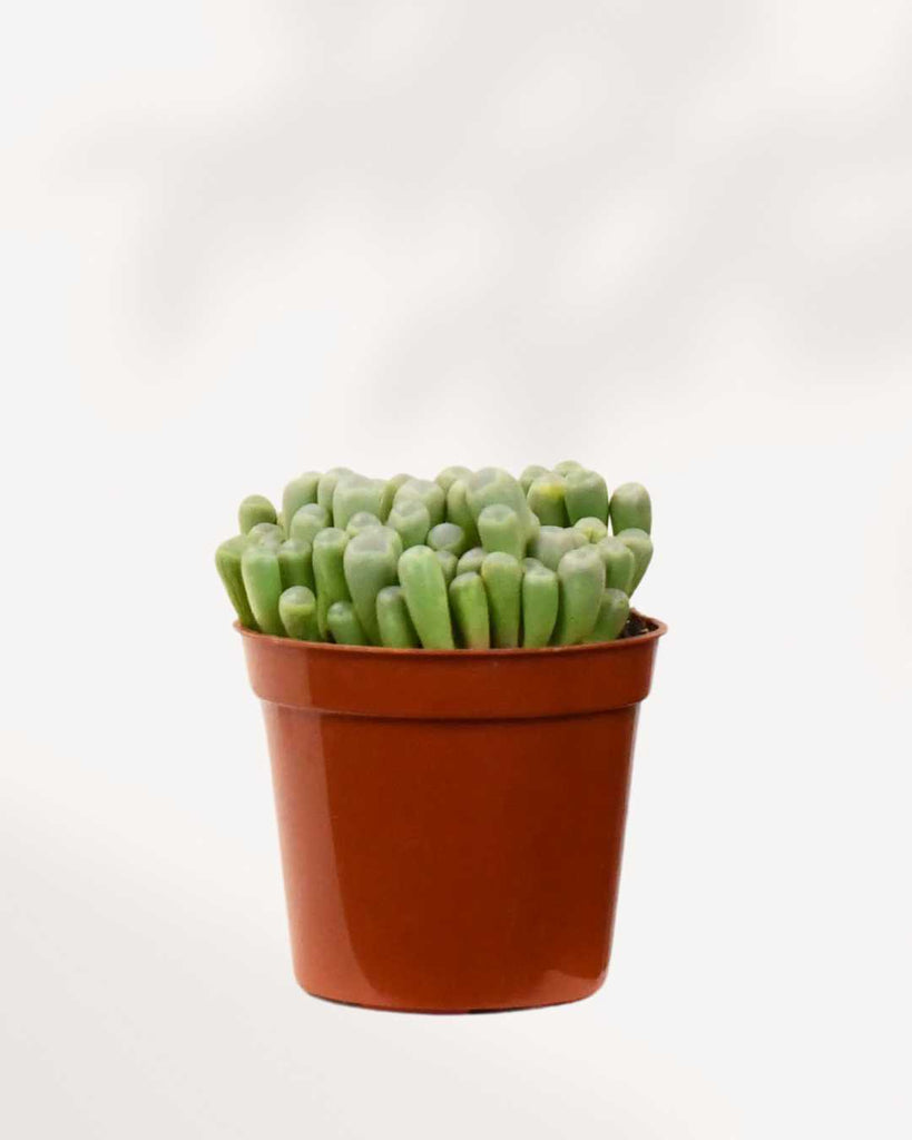toe succulent Succulent Baby Toes Plant | Buy Online | Mygreenscape