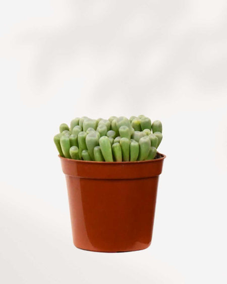 3 Bébés Plantes Tropicales En Pot - Idéal Déco Intérieur Ou Serre - Made In France
