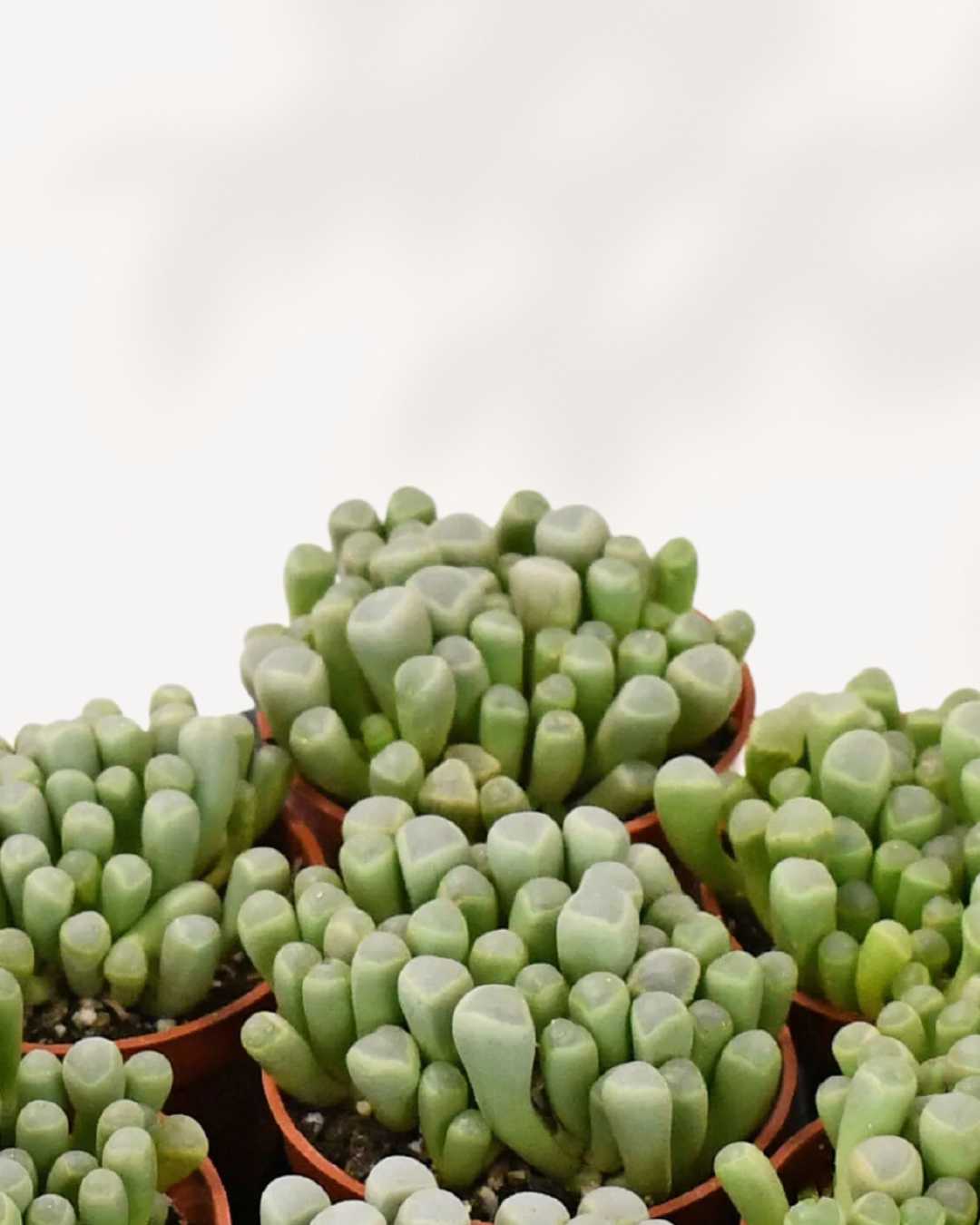 Succulent, Baby Toes | Buy Online