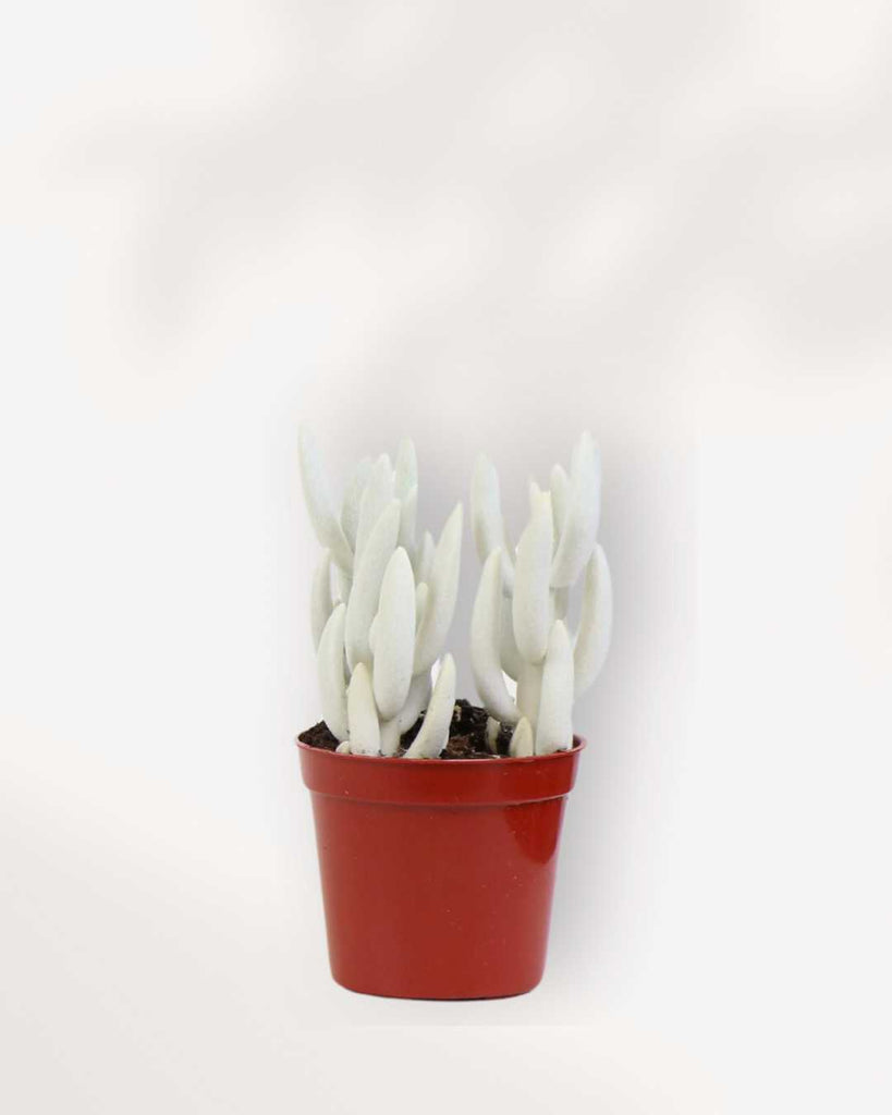 ghost plant succulent propagation Succulent Ghost Plant | Buy Online Succulent | Mygreenscape