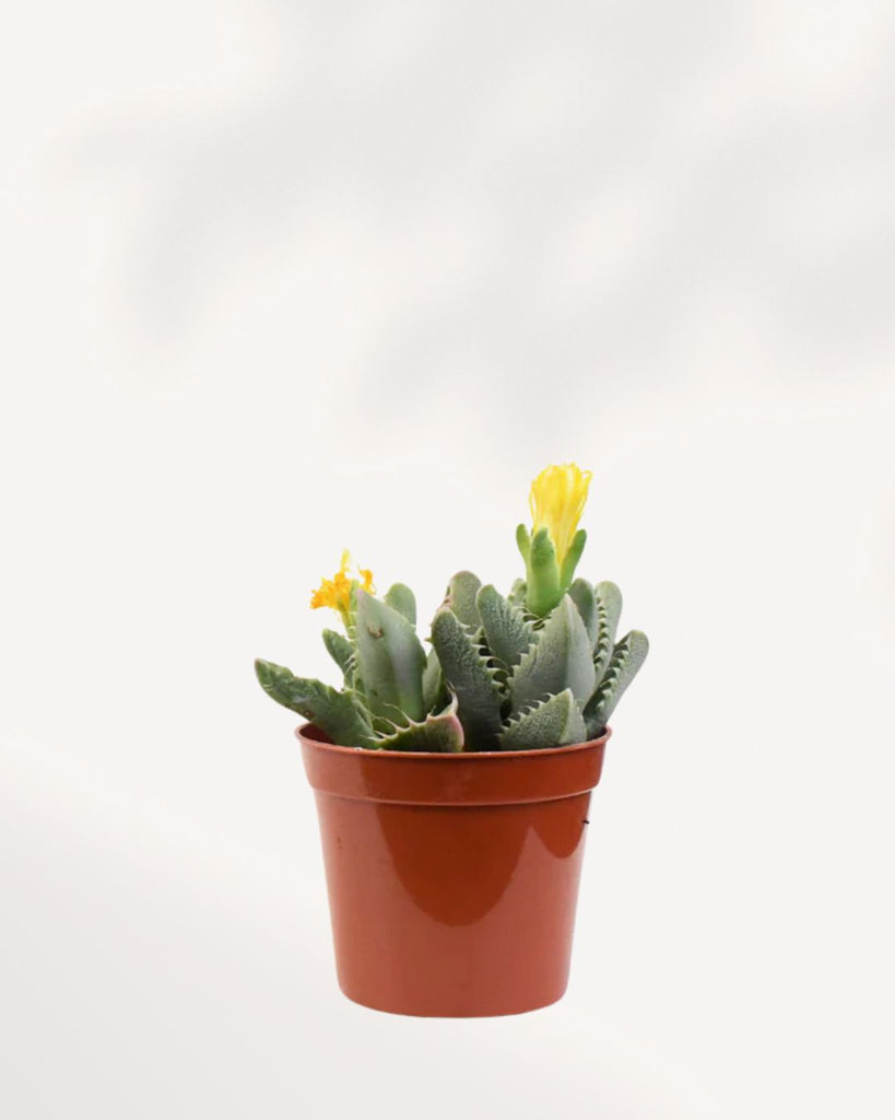 Tiger Jaws Succulent Plant with striking spiky leaves – low-maintenance indoor plant, unique and easy to grow, buy online for fast delivery.