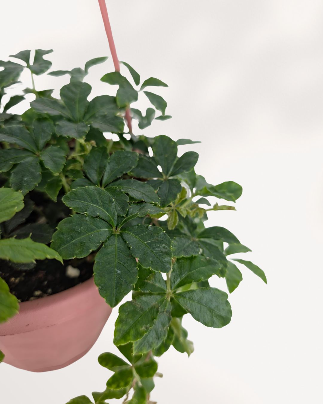 Close up of Sugar Vine in 6 inch hanging basket showing lush cascading vines and vibrant leaves, indoor plant delivered across GTA