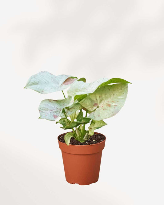 Syngonium Confetti Tricolor 4" Pot - Small