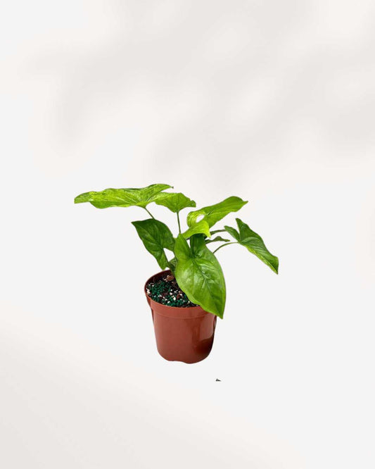 Syngonium Mojito