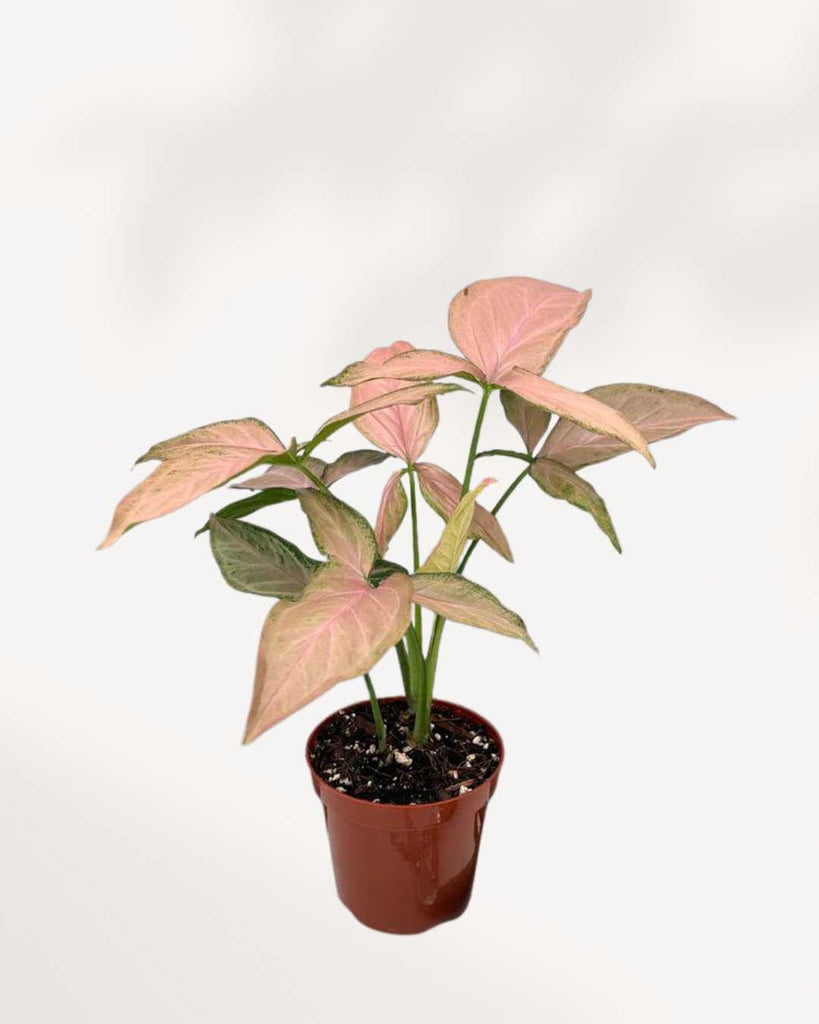 Syngonium Pink Perfection 4" Pot - Small