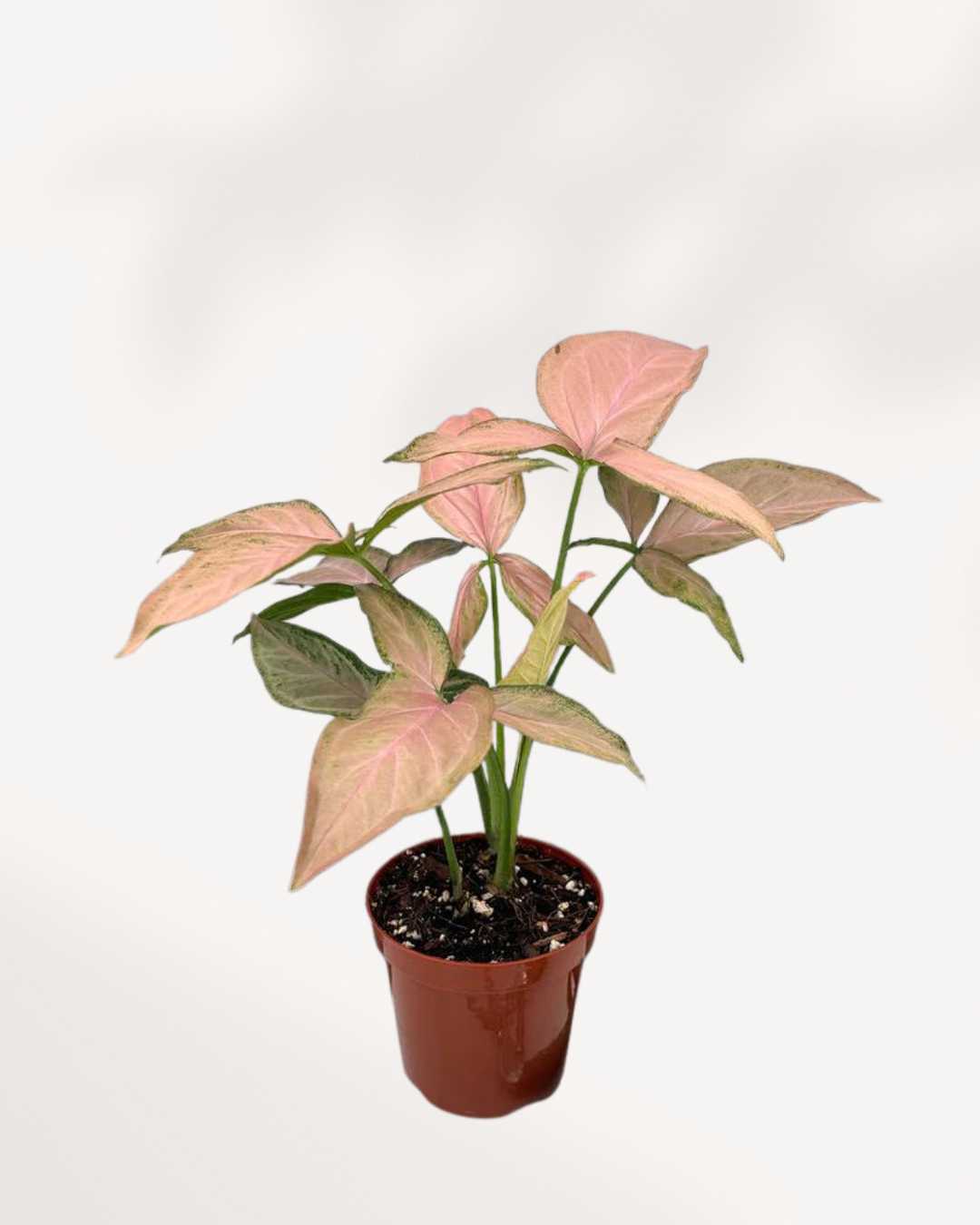 Syngonium Pink Perfection | Buy Online