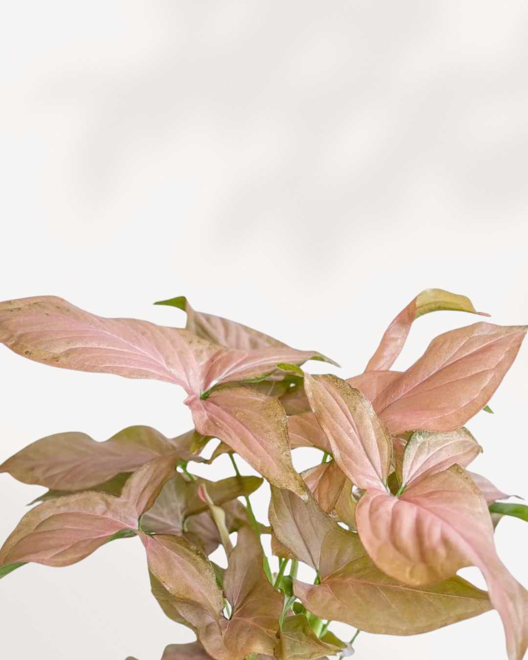 Syngonium Pink Perfection | Buy Online