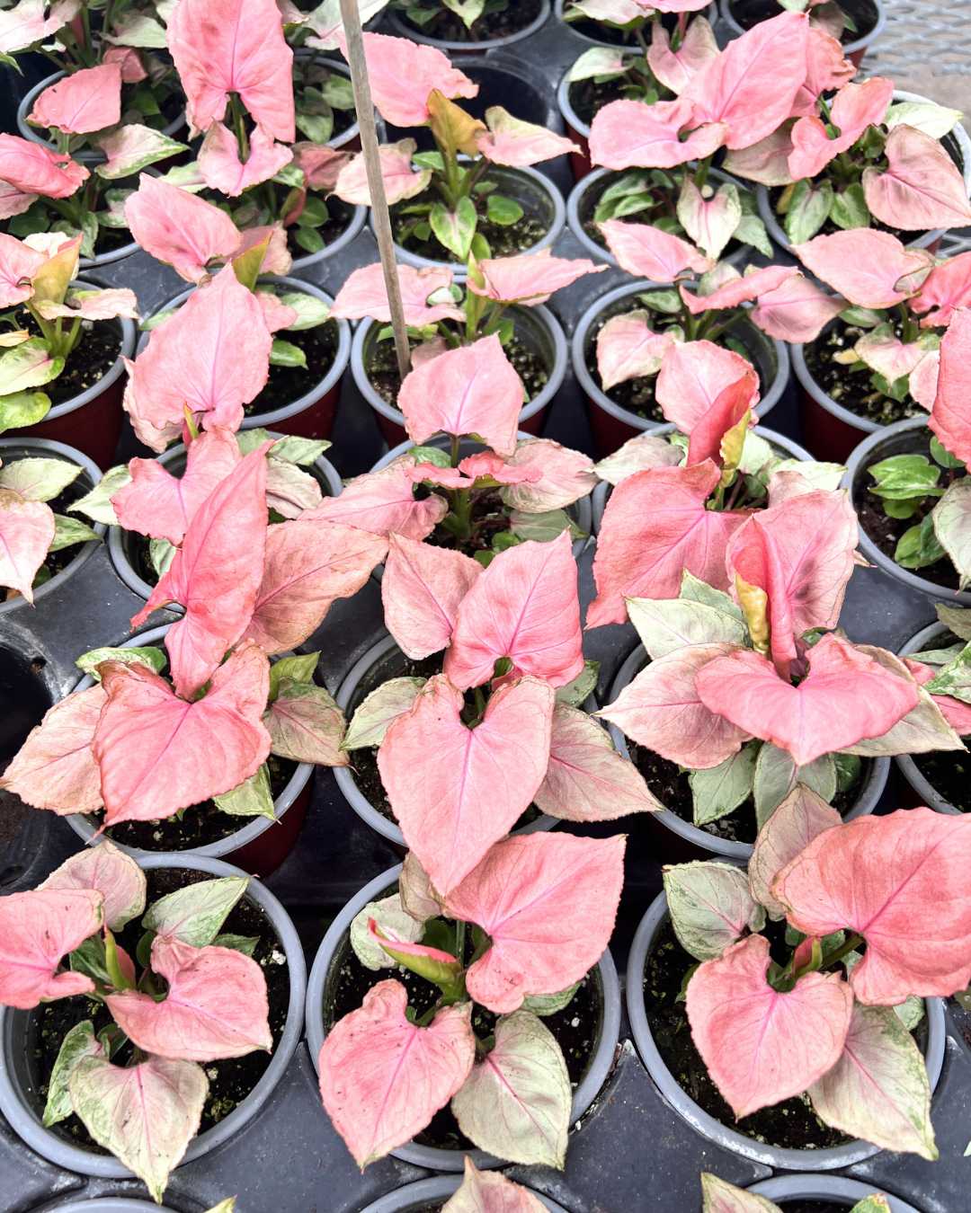 Syngonium Pink Perfection | Buy Online