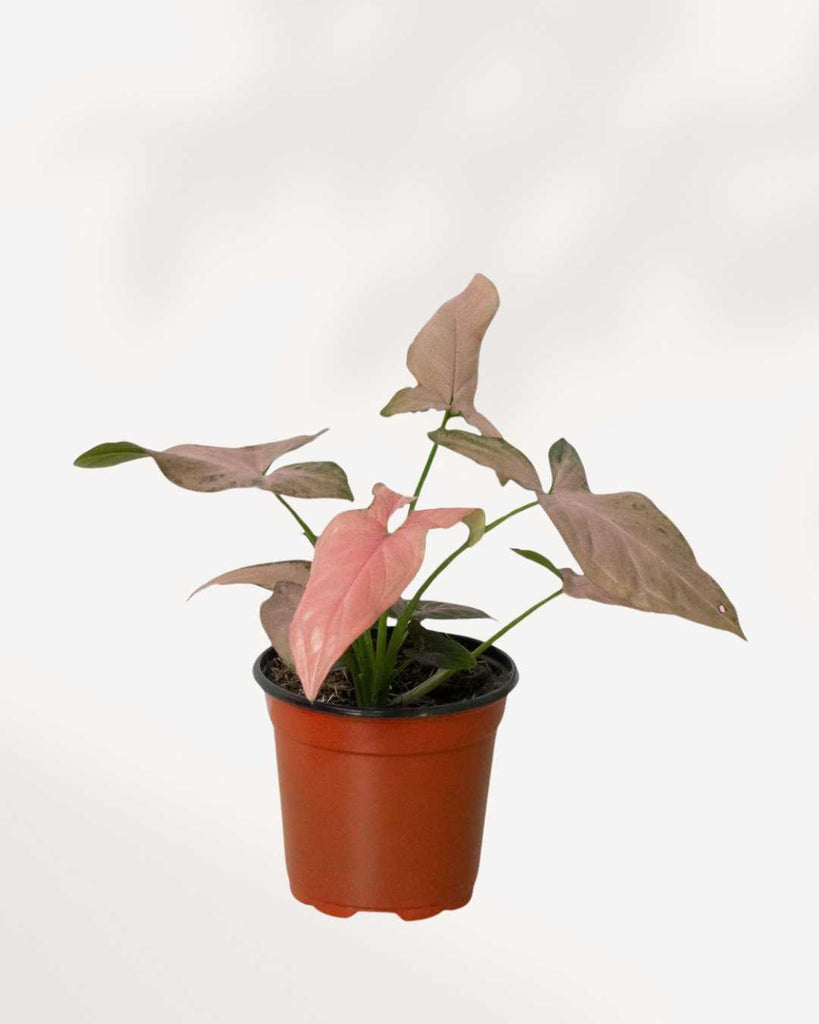 Syngonium Pink Splash 4" Pot - Small