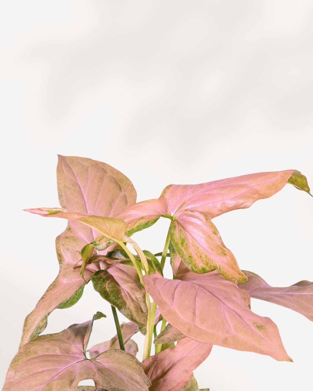 Syngonium Pink Splash | Buy Online